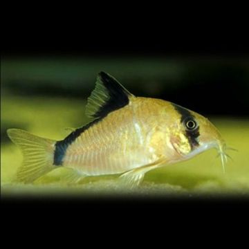 Corydoras metae – Коридорас Бандит за аквариум