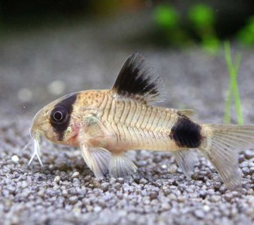 Corydoras panda - Коридорас Панда / 2,5-3 см