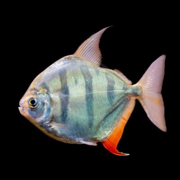 Metynnis fasciatus – Тигров Силвър Долар / 4-5 см