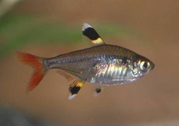 Pristella maxilaris - Пристела / 2,5-3 см