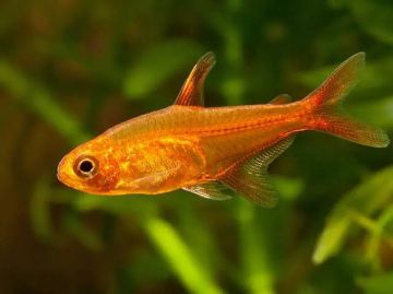Hyphessobrycon amandae - Ембер тетра (Аманда) / 2 см
