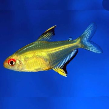 Hyphessobrycon pulchripinnis - Лимонена тетра / 2,5 см