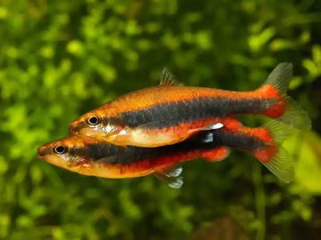 Nannostomus beckfordi - Наностомус Бекфорди