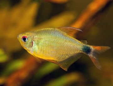 Hyphessobrycon heliacus - Кити тетра (жълта тетра) / 2,5 см