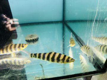 Leporinus affinis – Лепоринус афинис / 12-15 см