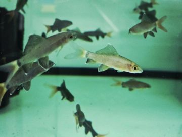 Epalzeorhynchos bicolor - Лабео Биколор / 6-7 см