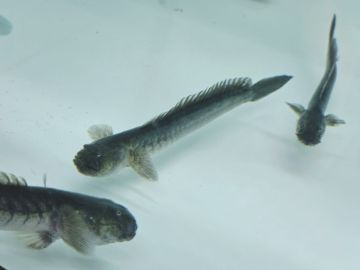 Gobioides broussonnetii Dragon Fish WILD – дива Драконова риба за бракичен аквариум