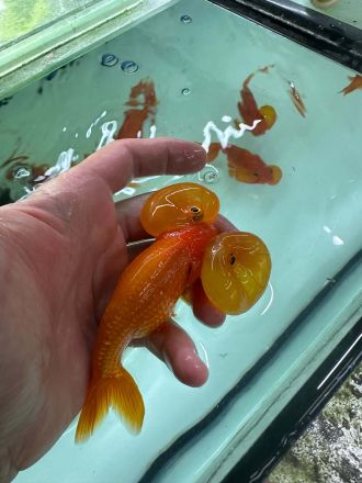  BUBBLE EYE GOLDFISH  RED - Водно око Червено / 12-15 см