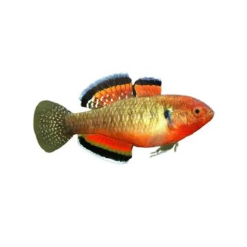 Hypseleotris compressa – Empire Gudgeon / Императорско попче / 5-6 см
