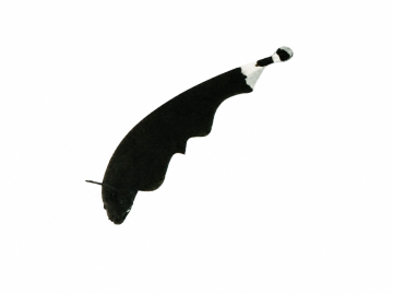 Apteronotus albifrons – Black Ghost Knifefish / Черен призрачен нож / 6-7 см
