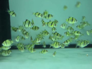 Puntigrus tetrazona Green – зелен суматрански барбус с металическо изумрудено тяло и червеникави плавници
