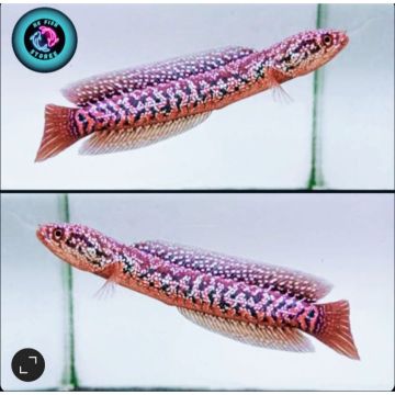 Channa asiatica Red Spot Super Form (Superfoam) – Червенопетнист азиатски змееглав / 8-10 см