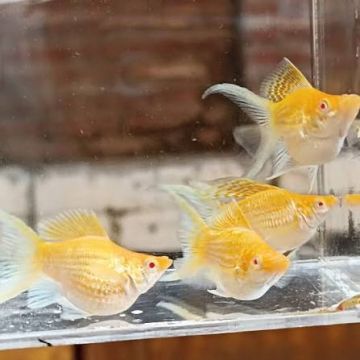 Albino Golden Balloon Molly – Албиносна златна Балон Молинезия / 3-3.5 см