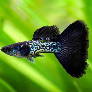 Metal Snakeskin Black Lace Guppy – Металик гупа със змиевидна шарка „Черна дантела“ / 3 см