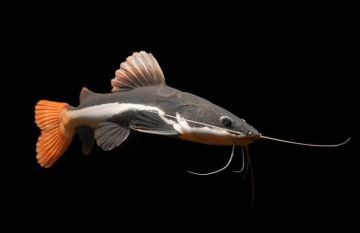 PHRACTOCEPHALUS HEMIOLIOPTERUS – Red Tail Catfish – Червеноопашат сом / 5-6 см