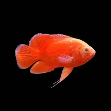 Red Chili Oscar – Червен Чили Оскар / 7-8 см
