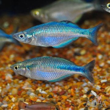 MELANOTAENIA LACUSTRIS –  Меланотения Лакустрис / 4-5 см
