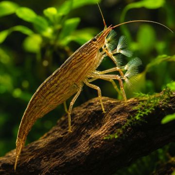 ATYOPSIS MOLUCCENSIS – БАМБУКОВА СКАРИДА / 4-6 см