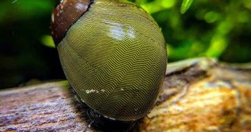 NERITINA SP. GREEN TIGER – ЗЕЛЕН ТИГРОВ ОХЛЮВ НЕРИТИНА