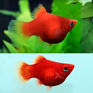 XIPHOPHORUS MACULATUS RED CORAL – ЧЕРВЕНА КОРАЛОВА ПЛАТИ / 3 см