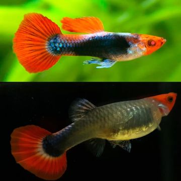POECILIA RETICULATA TUXEDO KOI – ТУКСЕДО КОИ ГУПА / 3см