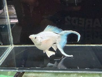 POECILIA SPHENOPS BALLOON PLATINUM LYRETAIL – ПЛАТИНЕНА БАЛОННА ЛИРООПАШАТА МОЛИНЕЗИЯ / 4-5 см