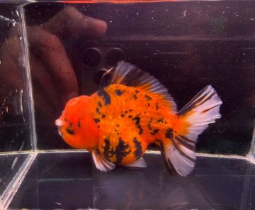CARASSIUS AURATUS ORANDA TIGER SHORT TAIL – ТИГРОВА ОРАНДА С КЪСА ОПАШКА / 10--12 см