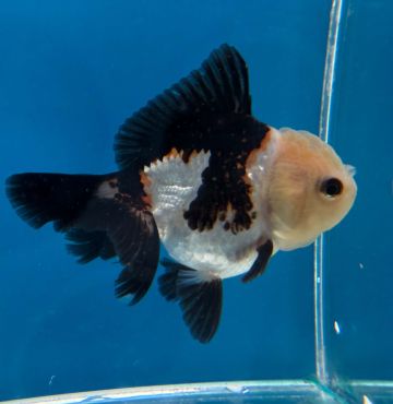 CARASSIUS AURATUS PANDA ORANDA – ПАНДА ОРАНДА / 8-9 см