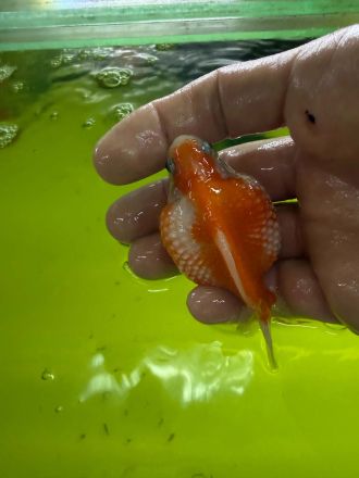 CARASSIUS AURATUS PEARLSCALE – ШИШИРКА ЗЛАТНА РИБКА / 6-7 см