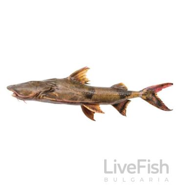 BAGARIUS YARRELLI – Goonch Catfish – Гигантски дяволски сом - ГУНЧ / 25-30 см