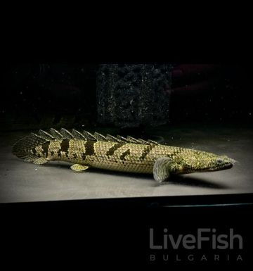 POLYPTERUS DELHEZI – ДЕЛХЕЗИ ПОЛИПТЕРУС / 8-10 см