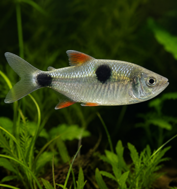 Exodon paradoxus - Ексодон 