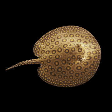 POTAMOTRYGON MOTORO – СЛАДКОВОДЕН СКАТ МОТОРО / 15 см