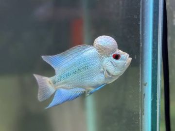 CICHLIDAE HYBRID THAI SILK FLOWERHORN – ТАЙ СИЛК ФЛАУЪРХОРН / 8-9 см