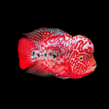 CICHLIDAE HYBRID KING KAMFA FLOWERHORN – КИНГ КАМФА ФЛАУЪРХОРН / 10-12 см