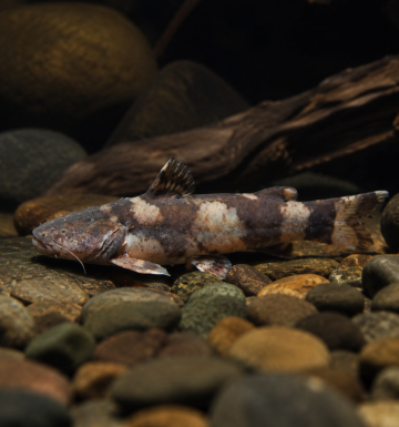 Pseudopimelodus mangurus – Голямоуст пчелен сом (Bagre Sapo)  / 10-12 см