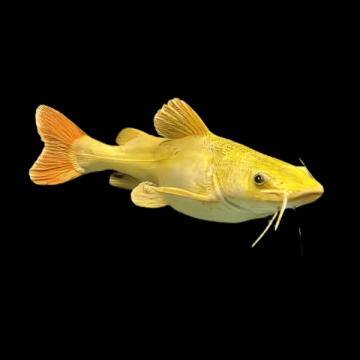 PHRACTOCEPHALUS HEMIOLIOPTERUS GOLDEN PANDA – ЗЛАТЕН ПАНДА ЧЕРВЕНООПАШАТ СОМ / 12-15 см
