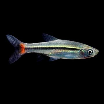 Rasbora borapetensis - Разбора борапетензис / 4 см