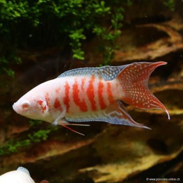 MACROPODUS OPERCULARIS – РАЙСКА РИБКА МАКРОПОД АЛБИНОС / 3-4 см