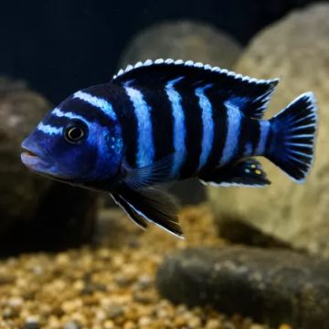 CHINDONGO DEMASONI – ЦИХЛИДА ДЕМАСОНИ / 4 см