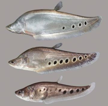 CHITALA ORNATA – РИБА НОЖ КЛОУН / 10-12 см