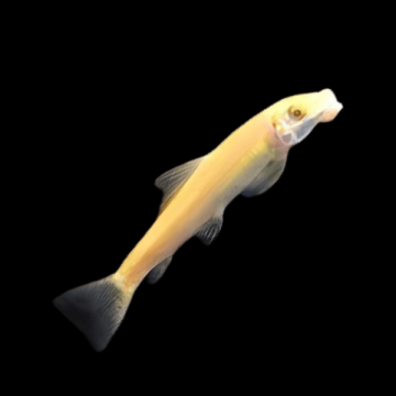 GYRINOCHEILUS AYMONIERI ALBINO GOLDEN – АЛБИНОСЕН ЗЛАТЕН ВОДОРАСЛОЯД / 4-5 см