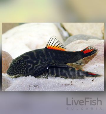 GASTROMYZON SP. “BLOODY MARY” – ЧЕРВЕН БОРНЕЙСКИ СМУКАЧ / 3-4 см