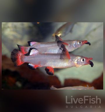 Nomorhamphus liemi liemi – Целебески полуклюн (Redfin Halfbeak) / 6-7 см