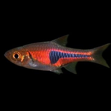 TRIGONOSTIGMA ESPEI – РАЗБОРА ЕСПЕЙ / 2 см