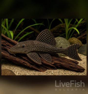 Hypostomus plecostomus - Хипостомус / 4 см