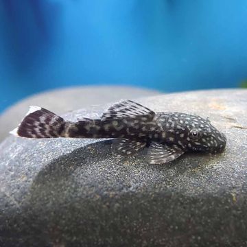 Ancistrus black - Анциструс черен / 3-3.5 см