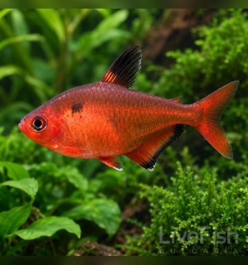 Hyphessobrycon callistus – Серпа тетра 