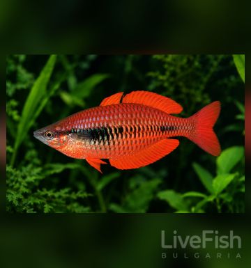 Melanotaenia parva - Меланотения Права / 4-5 см