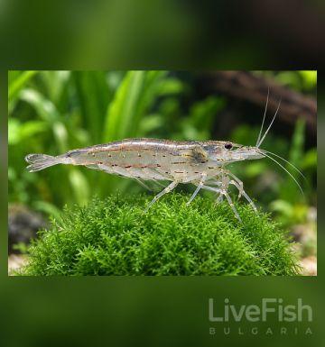 CARIDINA AMANO –  АМАНО СКАРИДА